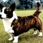 cardigan walesi Corgi