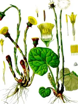 online coltsfoot