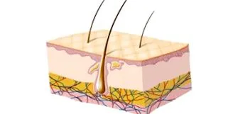 nemi hormonok bg-mamma