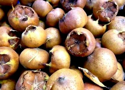 őszi gyümölcsök medlars