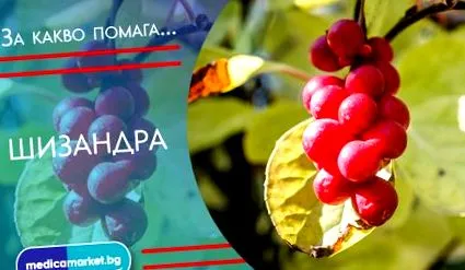 schisandra schisandra