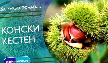 gesztenye előnyei