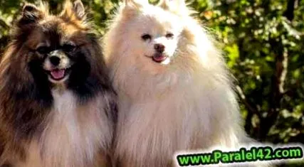 pomerániai kennelben