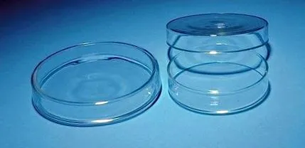 mint baktériumok egyetlen