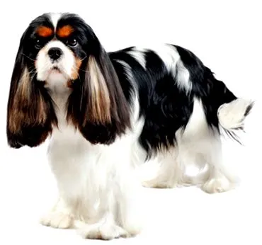 purina cavalier