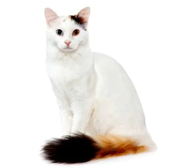török ​​Van