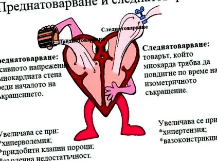 szívizom működésének szabályozás szívizom