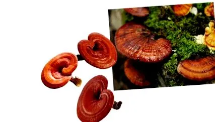 ganoderma lucidum