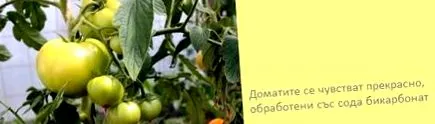 levéltetvek