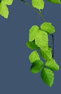 fehérrépa rapa