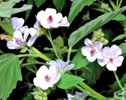 althaea althaea