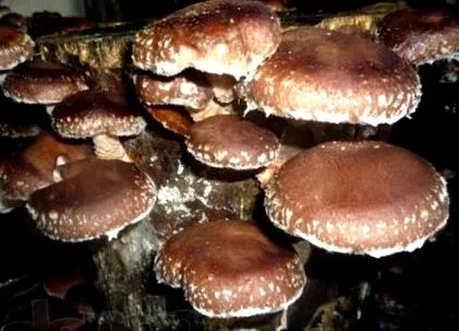shiitake shiitake