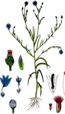 gyógynövény
