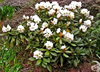 rhododendron rhododendron