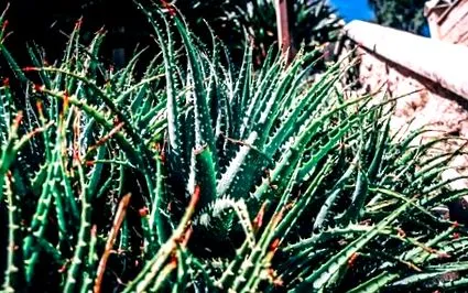 aloe