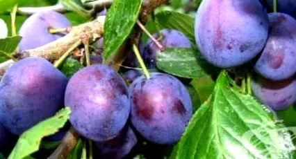 prunus aszalt szilva