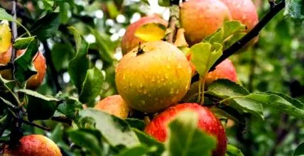 Granny Smith almafajták
