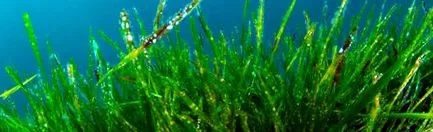 burn spirulina