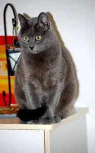 május 2011