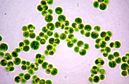 alga chlorella