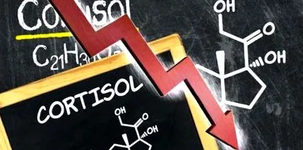 kortizolszint szabályozása szabályozása