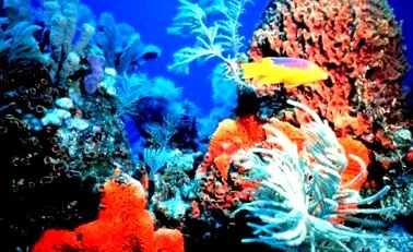 miért coral