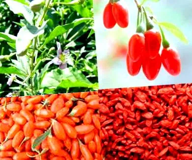 goji berry