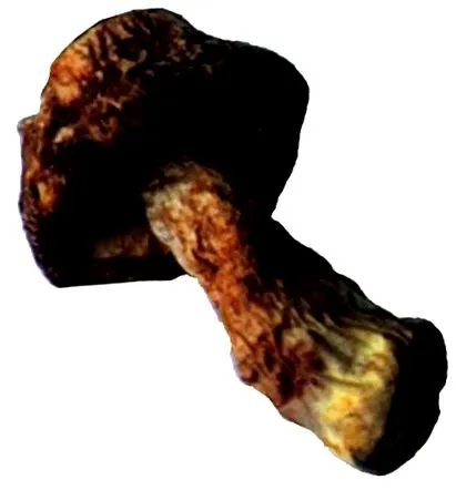 blasei agaric