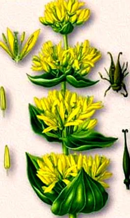 gyógynövény cinquefoil
