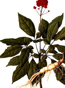 gyógynövény ginseng