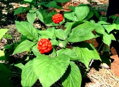 ginseng ellenjavallat