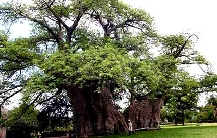 titokzatos titokzatos baobab