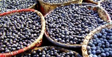 acai világ