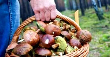 összegyűjtötte gomba