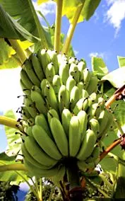 banán