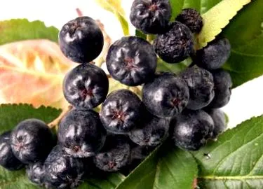 acai