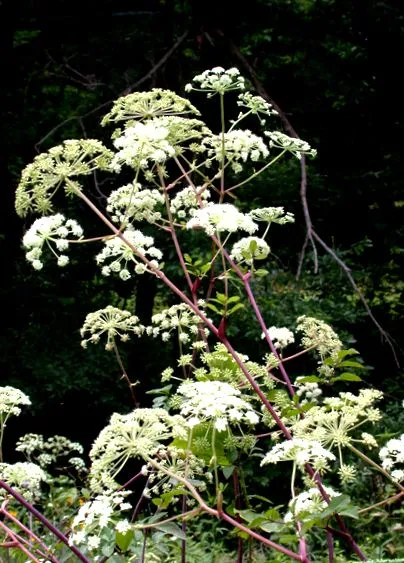 angelica angelica