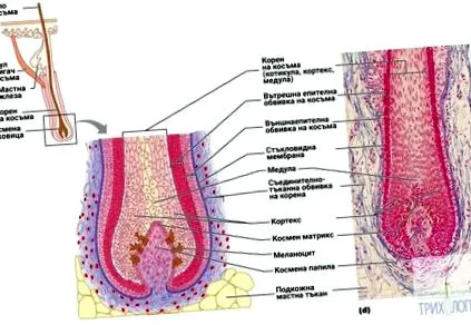 hidro-lipid réteg anatómiája