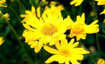 arnica