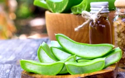 Aloe vera vera