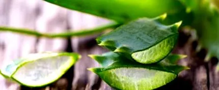 aloe trópusi