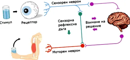 automatizmusának reflexei rendellenes