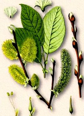 fehér