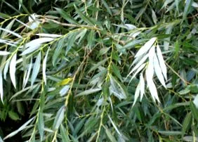 salix salix