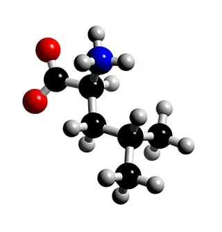 leucin leucin