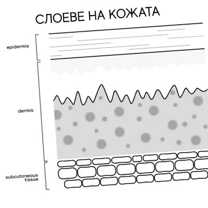 kollagén elasztin leírás