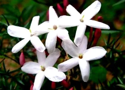 fehér jázmin officinale jázmin