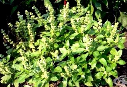 ocimum botanika