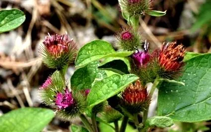 bojtorján Arctium lappa
