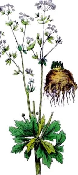 online chervil
